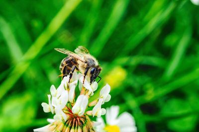 Close-up of bee pollinating on flower