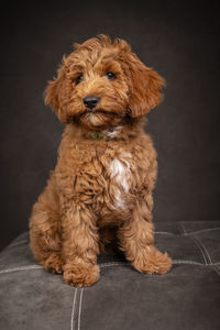 Close-up portrait of dog