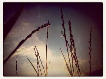 Bare trees against sky