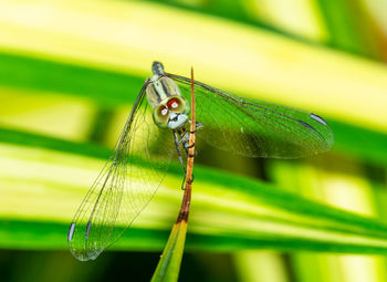 Close-up of dragonfly on leaf