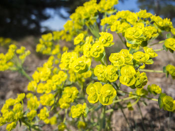 Close-up of yellow flowering plant in field