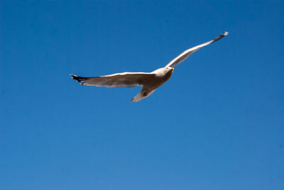 Low angle view of eagle flying against clear blue sky