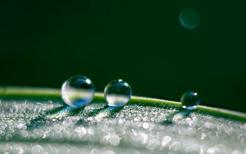 Close-up of water drops on ball