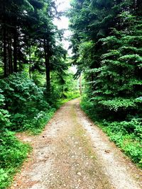 Dirt road amidst trees in forest