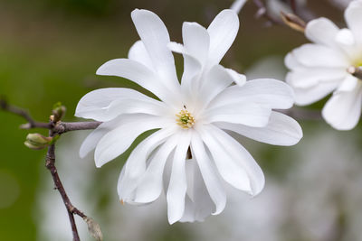 Horizontal closeup of wide open blooming white magnolia flower with soft focus floral background
