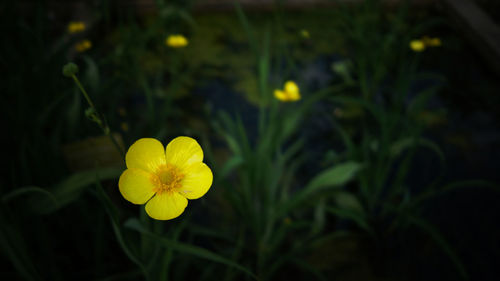 Close-up of yellow flowering plant