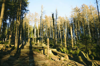 Panoramic shot of trees in forest