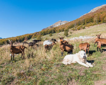 Horses in a field