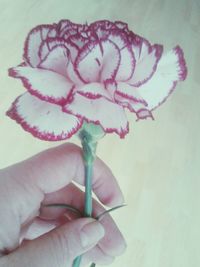 Close-up of flowers over white background