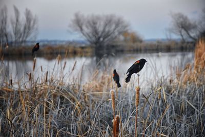 Bird flying over lake against sky