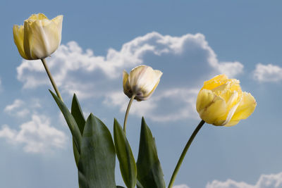 Low angle view of flowering plant against sky