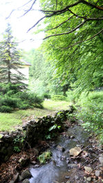 Scenic view of waterfall in forest