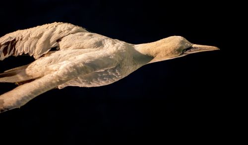 Close-up of lizard against black background