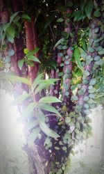 Low angle view of green leaves on tree