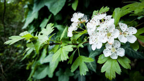Close-up of white flowers