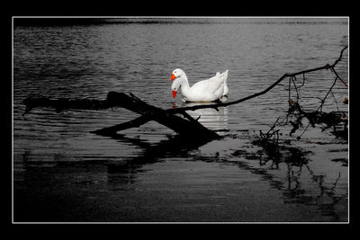 Birds on lake