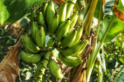 Close-up of banana tree