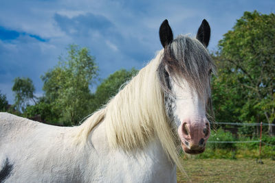 Close-up of a horse on field