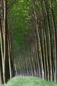 View of trees in forest