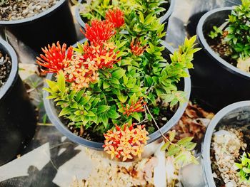 High angle view of potted plant