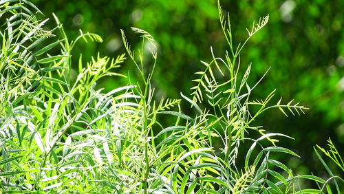 Close-up of fresh green grass