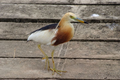 View of a bird