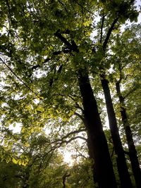 Low angle view of bamboo trees in forest