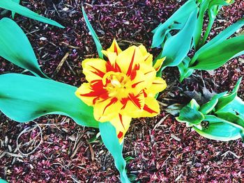 Close-up of yellow flower