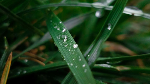 Close-up of wet grass