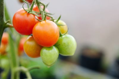 Close-up of tomatoes growing on tree