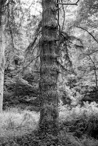 Trees in forest