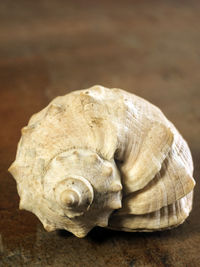 Close-up of snail