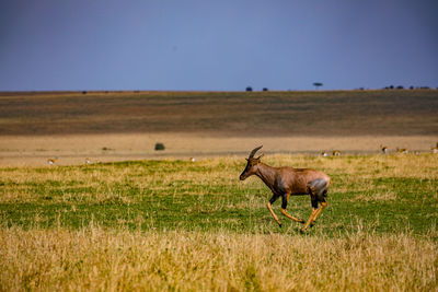 Deer standing on field