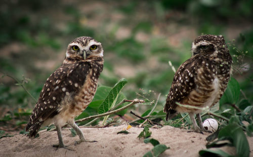 Close-up of owls