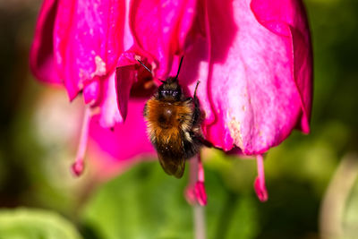 Close-up of bee pollinating on pink flower