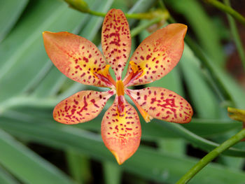 Close-up of flowers