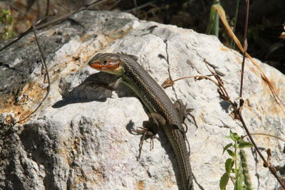 Close-up of lizard on rock