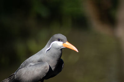 Close-up of bird perching