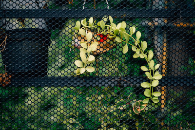 Close-up of fruit growing on chainlink fence