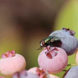 Close-up of insect on pink flower