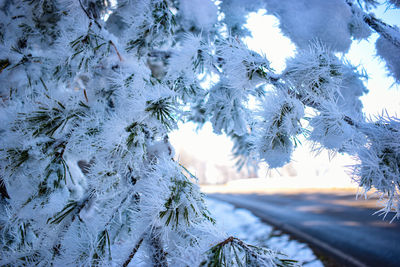 Close-up of frozen tree during winter