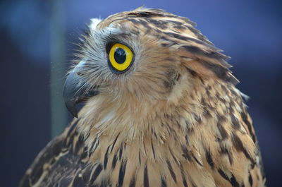 Close-up portrait of owl