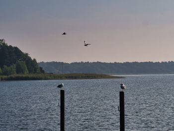 Seagulls flying over lake against sky