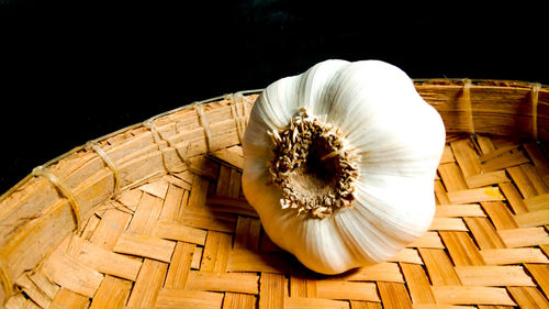 Close-up of seashell on white table against black background