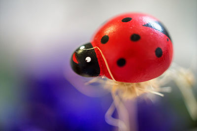 Close-up of ladybug on leaf