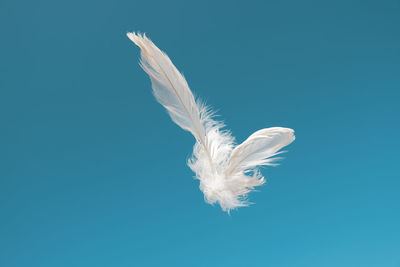 Close-up of white bird flying against blue sky