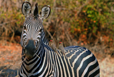 Zebra standing outdoors