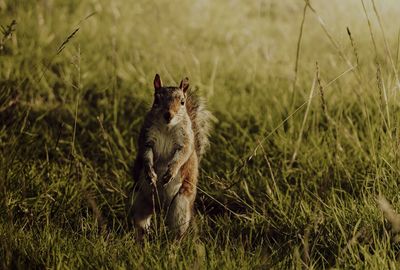 Squirrel on a field