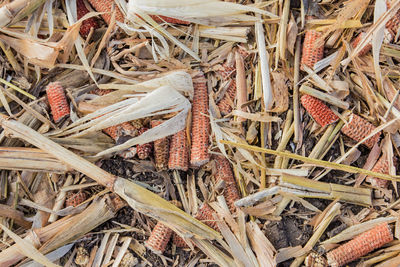 Harvested corn field.