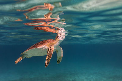 Jellyfish swimming in sea